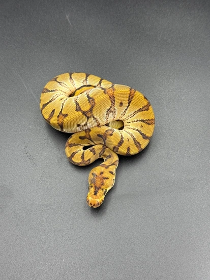 HGW Clown 100% Het Sunset Ball Python by Osmun Reptiles