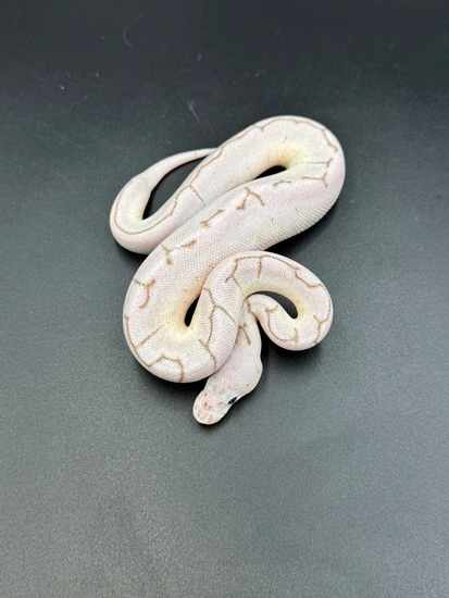 Lesser Spider Python Lesser Spider Axanthic (VPI) Clown Ball Python by Osmun Reptiles