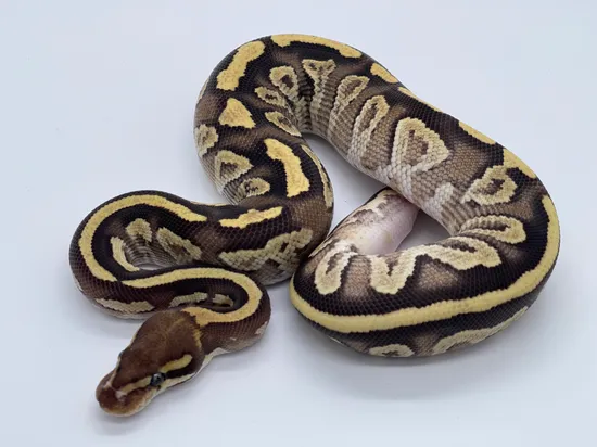 Mystic Specter Ball Python by On the Ball Pythons