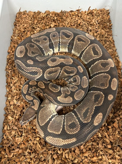 🔥 Proven Adult Female Dh Ultramel Genetic Stripe — 9-egg Laying Machine ...