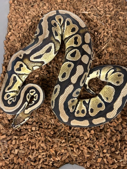 🔥 Proven Female Pastel Dh Clown Genetic Stripe — 10-egg Laying Machine ...