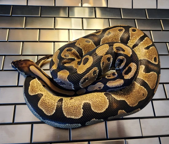 Normal 66% Het Pied Ball Python by Magic Morphs By Merlin