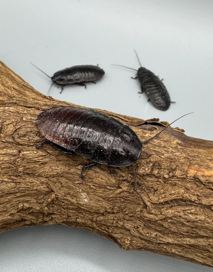 Madagascar Hissing Cockroaches X5 by Ouroboros Reptiles