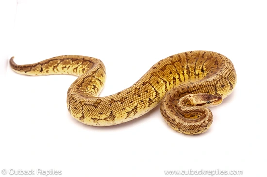 600g Ball Python Lemon Blast Yellowbelly - 600g Male Ball Python by Outback Reptiles