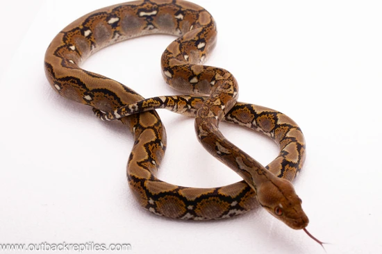 Normal Reticulated Reticulated Python by Outback Reptiles