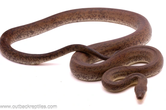 Macklots Python Macklot's Python by Outback Reptiles