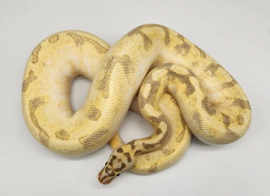Cinnamon Enchi Spider Freeway Ball Python by CMH Exotics