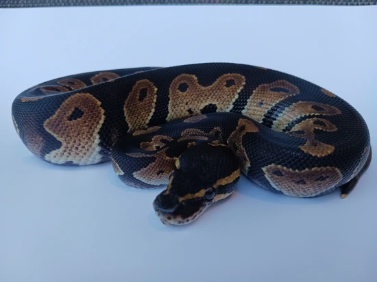 Blackhead Ball Python by Outland Exotics