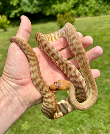 Woma Python Pair With Updated Pics! by Marc's Ark Quality Reptiles