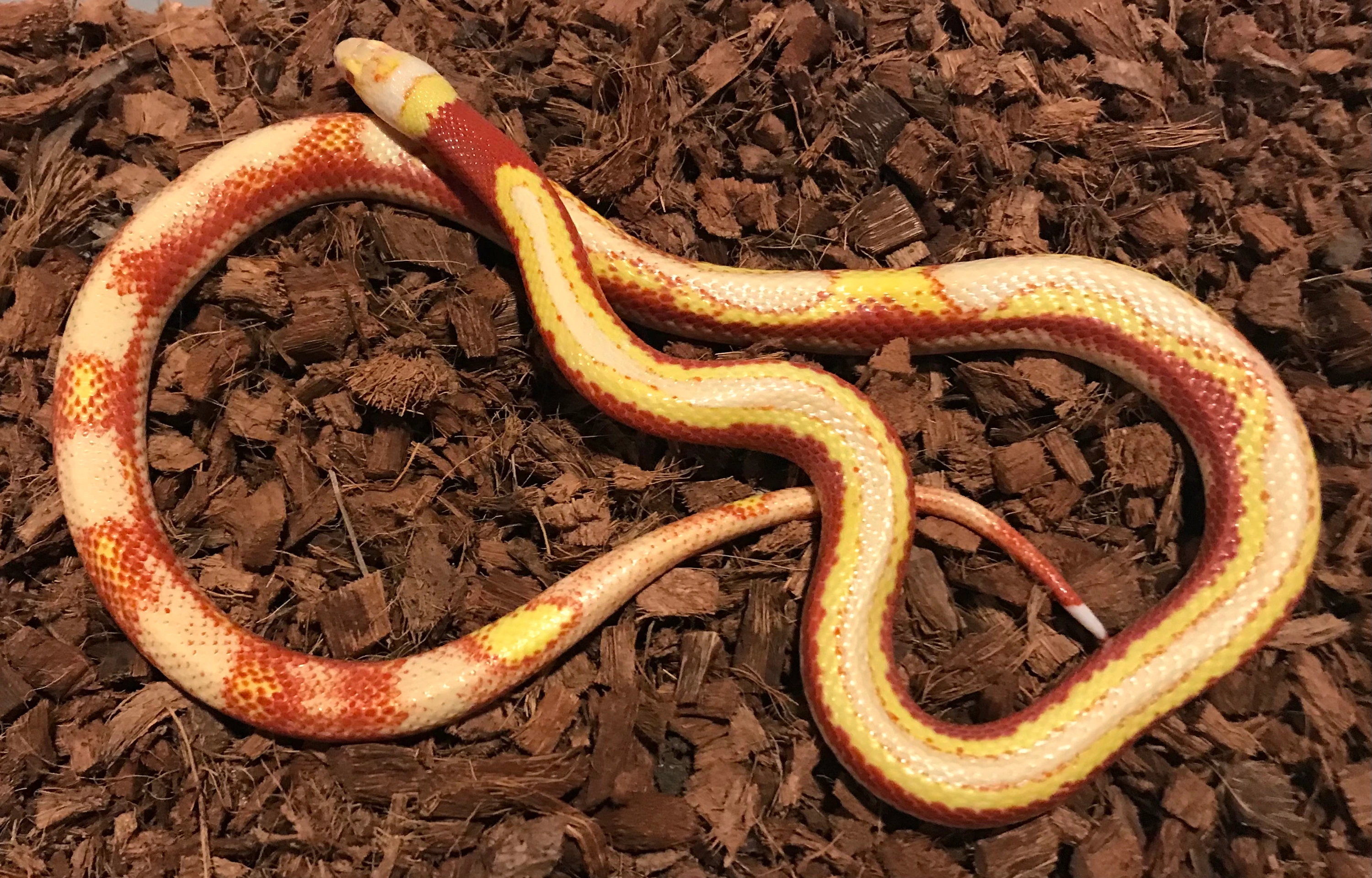 T- Albino Splotched/Striped Pos Het Vanishing Pattern Nelson's
