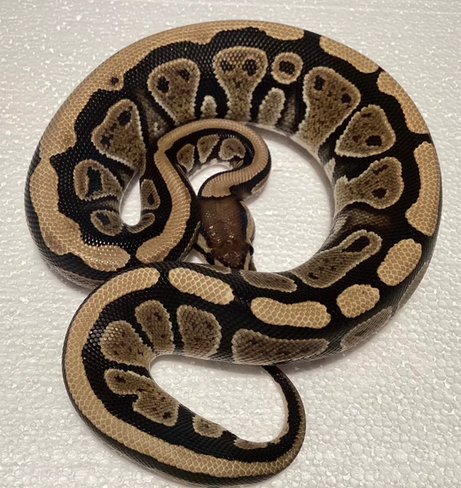 Grim Double Het Hypo Clown Ball Python by Ozsvath Reptiles