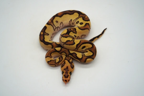 *no reserve* fire orange dream clown ball python by... High Intensity Orange Dream Fire Special Clown Ball Python by Ozzy ...