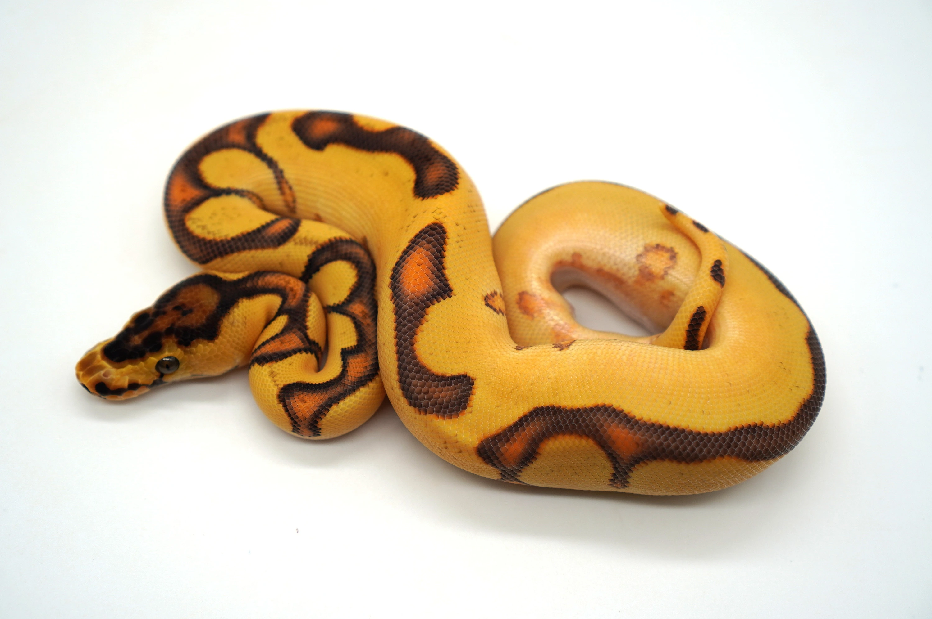 Super Orange Dream YB Enchi Clown Ball Pythons by Ozzy Boids LLC
