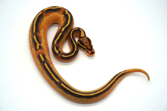 Orange Dream Freeway Het Clown Ball Python by Ozzy Boids LLC