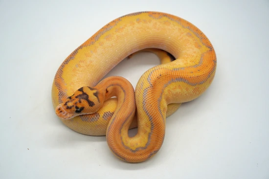 Orange Dream Freeway Clown Ball Python by Ozzy Boids LLC