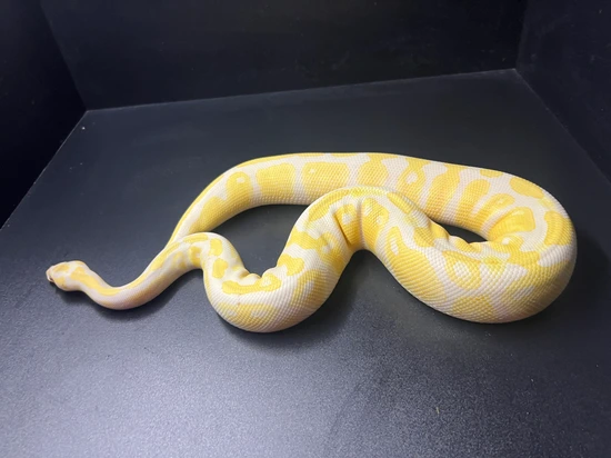 Lavender Het Pied Ball Python by Balls By Design