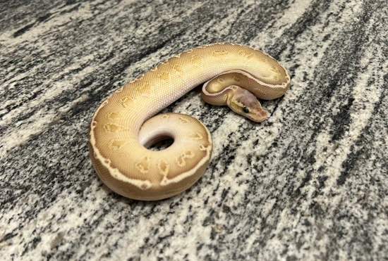 Pastel Cypress Lesser Hypo Sunset Ball Python by Painted Scales Reptiles