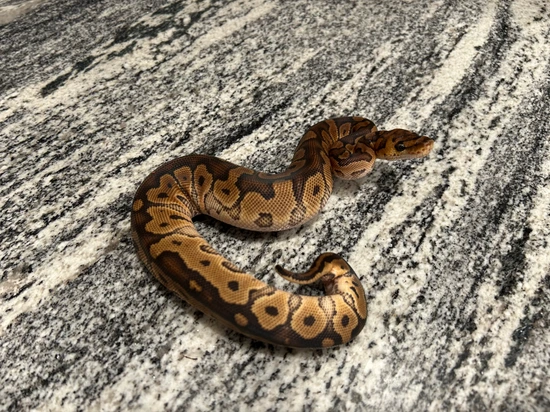 Clown Het Sunset Ball Python by Painted Scales Reptiles