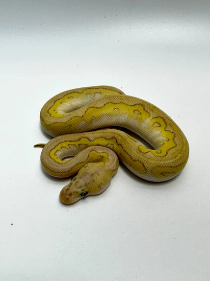 Leo Lesser Ball Python Pastel Lesser Leo Clown Ball Python by Palo Verde Pythons