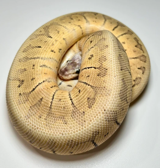 Killer Blast Dh VPI Axanthic Clown Ball Python by Raider Reptiles