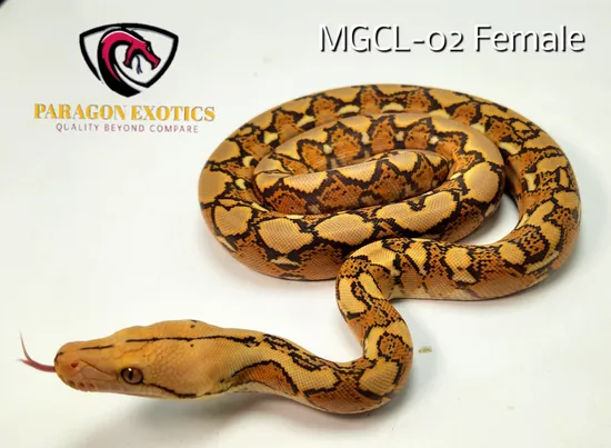 FREE SHIPPING MOCHINO Beautiful Female Reticulated Python by Paragon ...