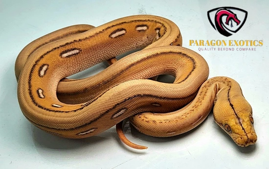 Motley Titanium Reticulated Python WOW!!!! Mochino Titanium Motley Tiger Reticulated Python by Paragon Exotics