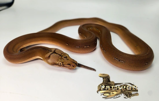 GC OGS Pos Het Alb, GS, Anthrax Reticulated Python by Paragon Exotics
