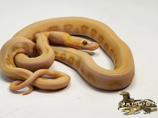 Purple Snow Tiger Jaguar Reticulated Python by Paragon Exotics