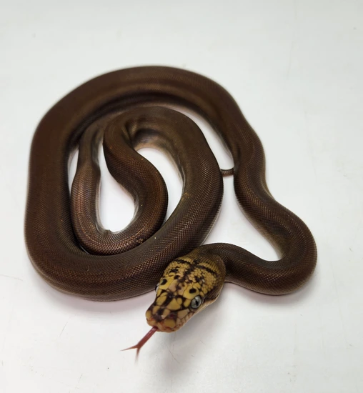 Paradox Mocha Motley Golden Child** LIMITED TIME SALE Reticulated ...