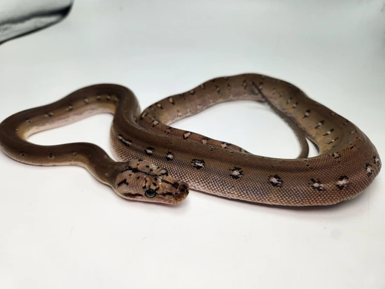 Motley Anthrax Pos Het Albino Reticulated Python by Paragon Exotics