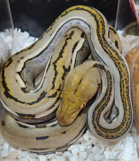 Genetic Stripe Het Albino Reticulated Python by Paragon Exotics