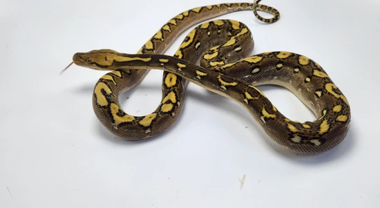 Phantom Sun Het Purple Reticulated Python by Paragon Exotics