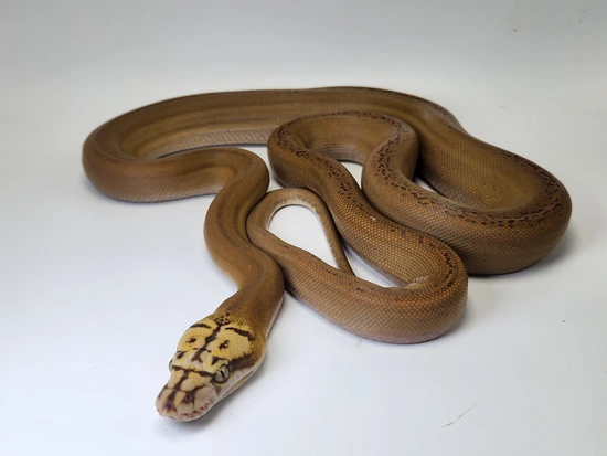 Golden Motley Retic Python Motley Mochino Golden Child Reticulated Python by Paragon Exotics