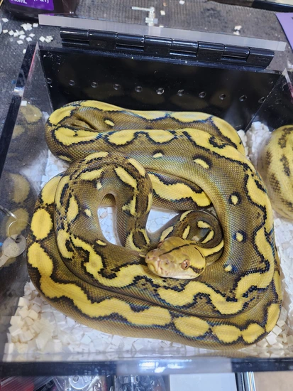 Beautiful Phantom Sun Het Purple Reticulated Python by Paragon Exotics