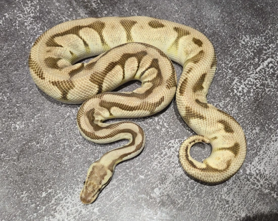 Pastel Mystery Dinker Ball Python by Red Beard Exotics