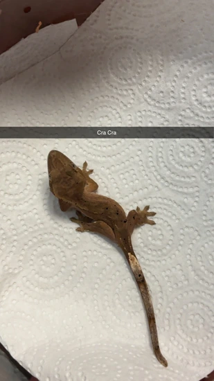 Phantom Dalmation - Crested Gecko