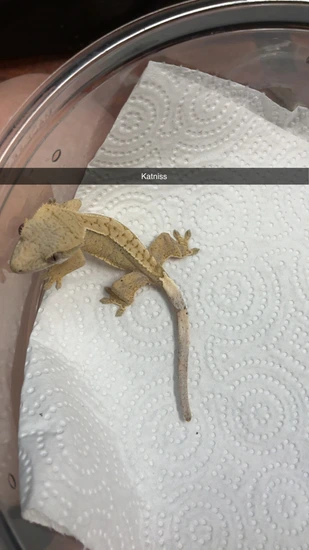 Harlequin Dalmation - Crested Gecko