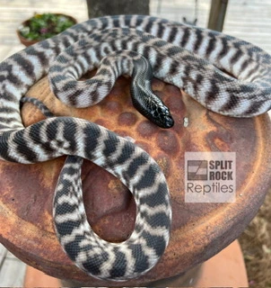 Axanthic Black-Headed Python by Split Rock Reptiles