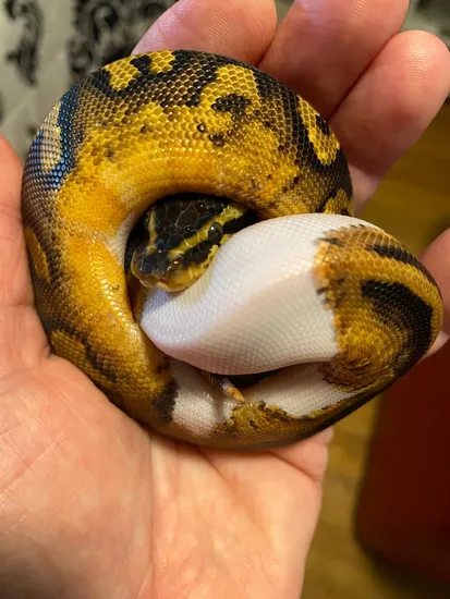 Pastel Pied Boy Ball Python by Patriot Pythons