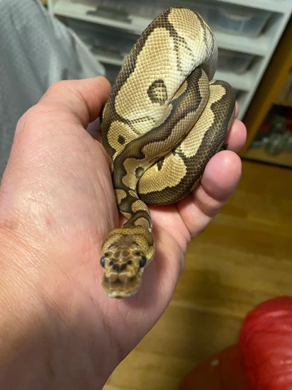 Clown Boy FREE SHIPPING! Ball Python by Patriot Pythons