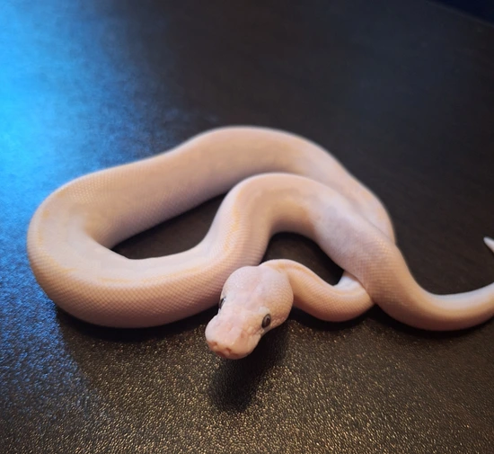 Super Bamboo Ball Python by Hudson Exotics