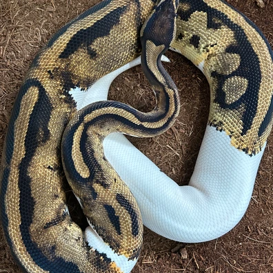 Piebald 66% Het Tsk Axanthic 50% Het Ultramel Ball Python - female for sale from Royal Noodles