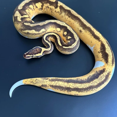 High Intensity Orange Dream Yellow Belly Pastel Enchi Pied Het Lavender Albino Ball Python - female for sale from Royal Noodles