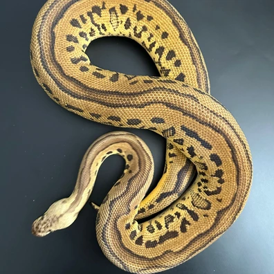 Pastel Leopard Clown Ball Python - male for sale from Royal Noodles