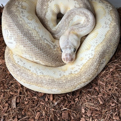 Pastel Lesser Cinnamon Clown Het Hypo Ball Python - male for sale from Royal Noodles