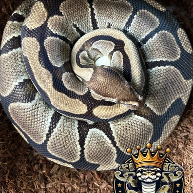 Normal Het Desert Ghost Ball Python - female for sale from Royal Noodles