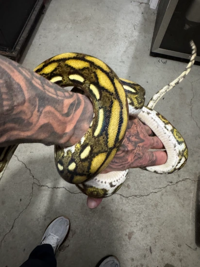 Kalatoah Tiger Reticulated Python Kalaotoa Super Dwarf Anery Tiger 100% Het Purple Albino Reticulated ...