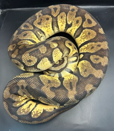 Super Pastel Ball Python by Pet & Aquatic Warehouse