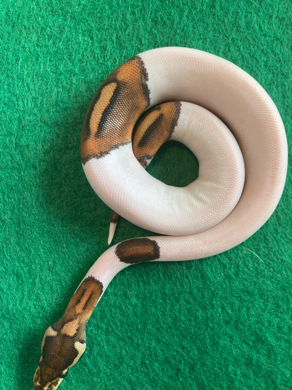 Black Pastel Pied Ball Python by Pearson's Pythons
