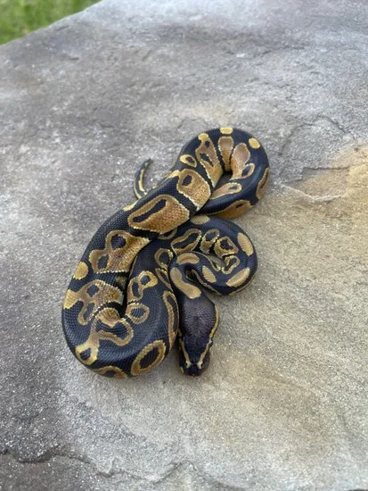 Volta Ball Python by 4Z Exotics